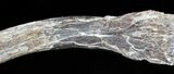 Mosasaur (Platecarpus) Rib Section With Shark Tooth Mark #49336-1